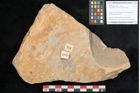 Foto (Objekt + Etikett) von Taeniopteris moravica Ettingshausen (NHMW-GEO-2024-0188-10928)